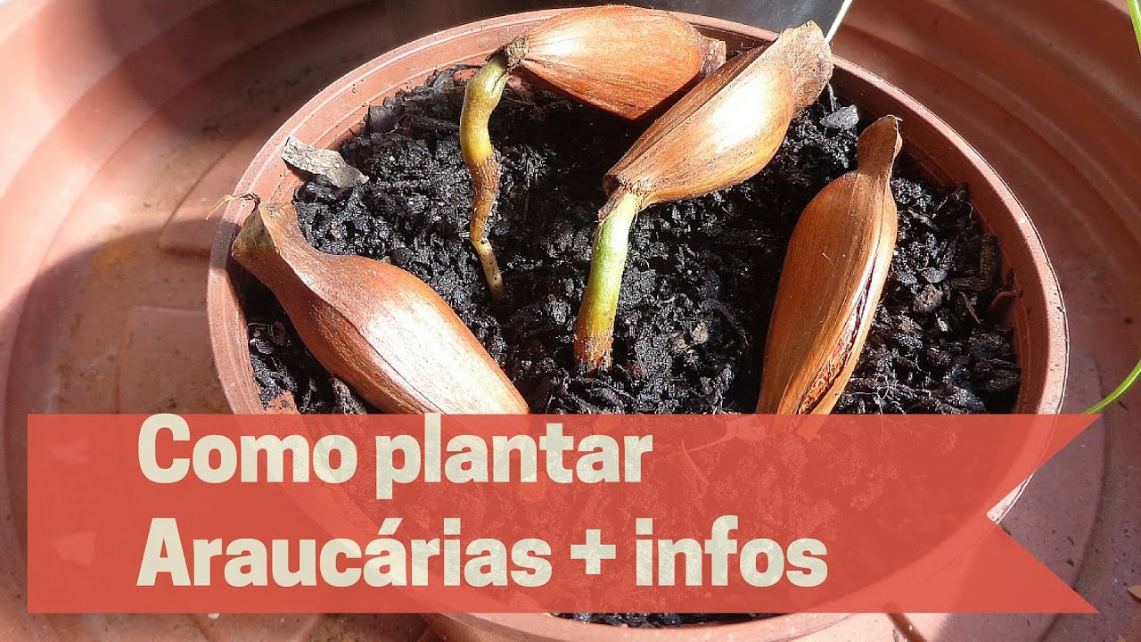 Como plantar Araucárias + Informações importantes
