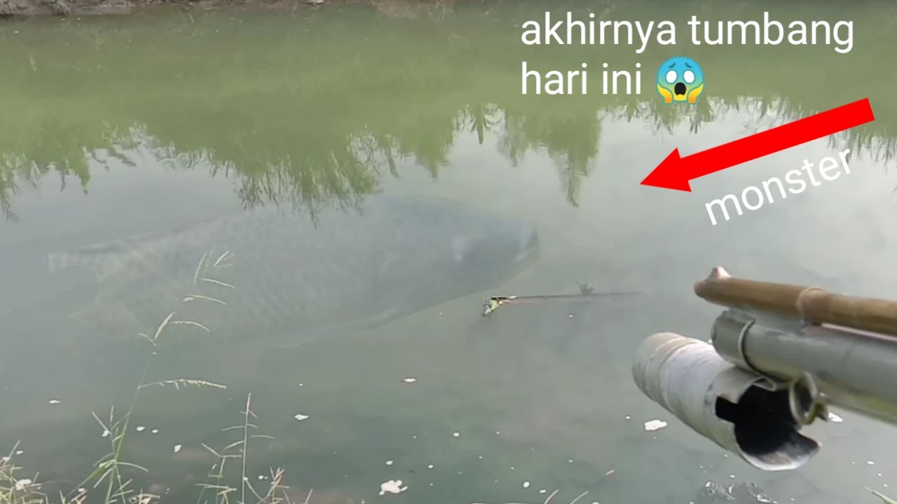 Paser ikan//pengejaran nila monster selama 7 hari 7 malam@RAJAngetrik201
