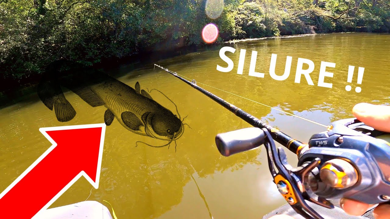 Ce SILURE cach&eacute; sous les BRANCHES a attaqu&eacute; mon leurre ! (P&ecirc;che estivale du brochet et du silure)