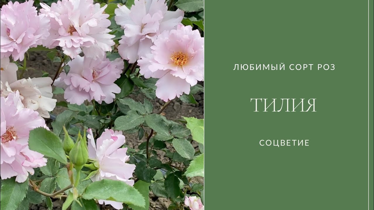 Тилия (Couture Rose Tilia) - обзор нового сорта в питомнике