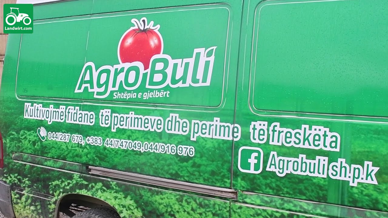 Kultivimi i sallatë së gjelbër (marullës) në serrat e Ndërmarrjes 