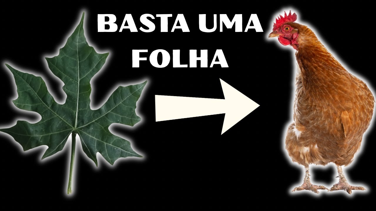 BASTA UMA FOLHA E ADEUS DOENÇAS, gogo e coccidiose 