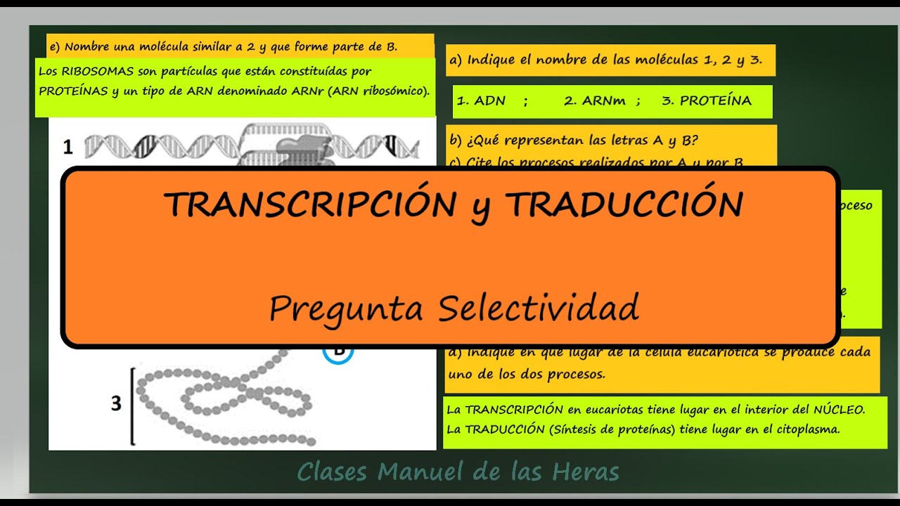 Transcripción y Traducción Genética. Esquema. Pregunta Examen Selectividad. EBAU Biología.