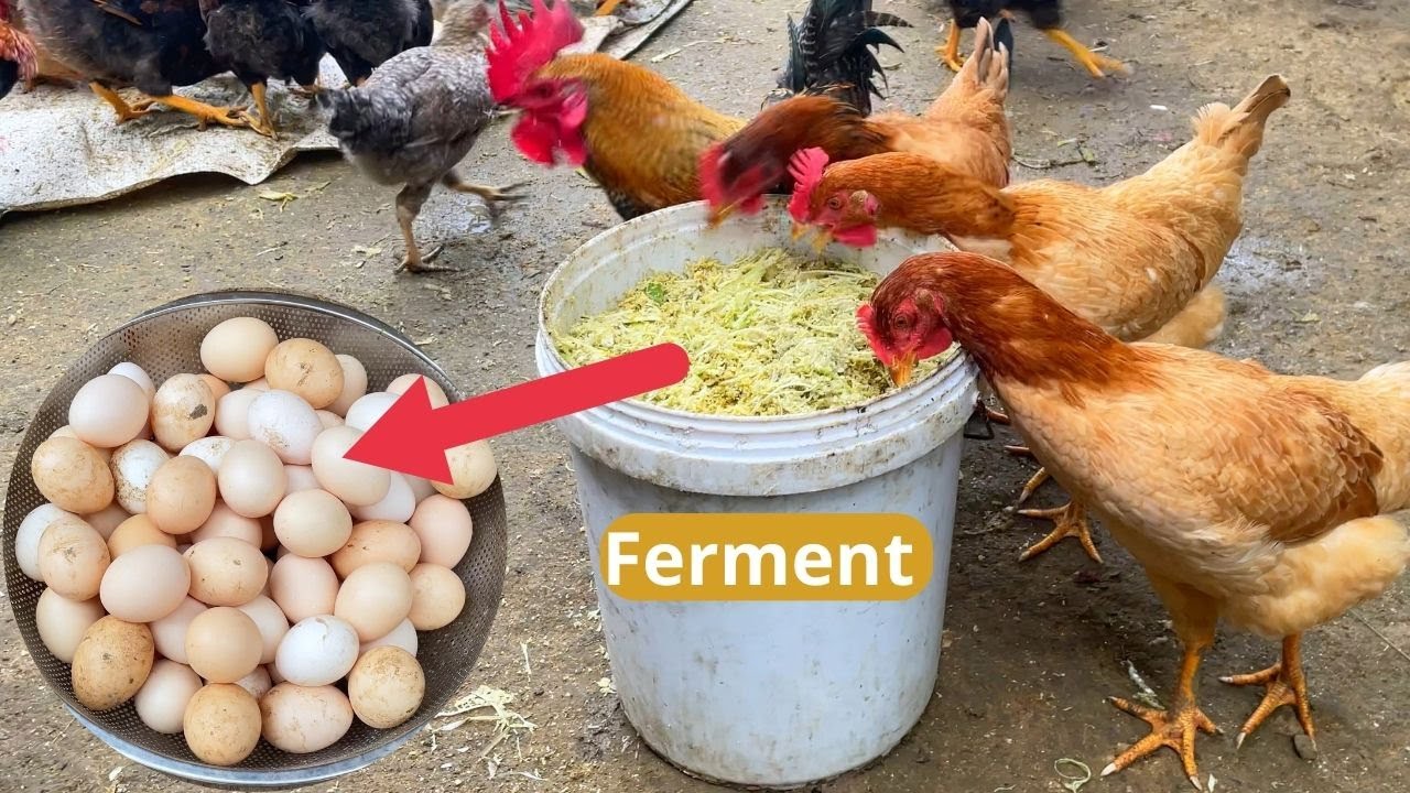 This Fermented Feed Method Doubled My Chickens’ Egg Production
