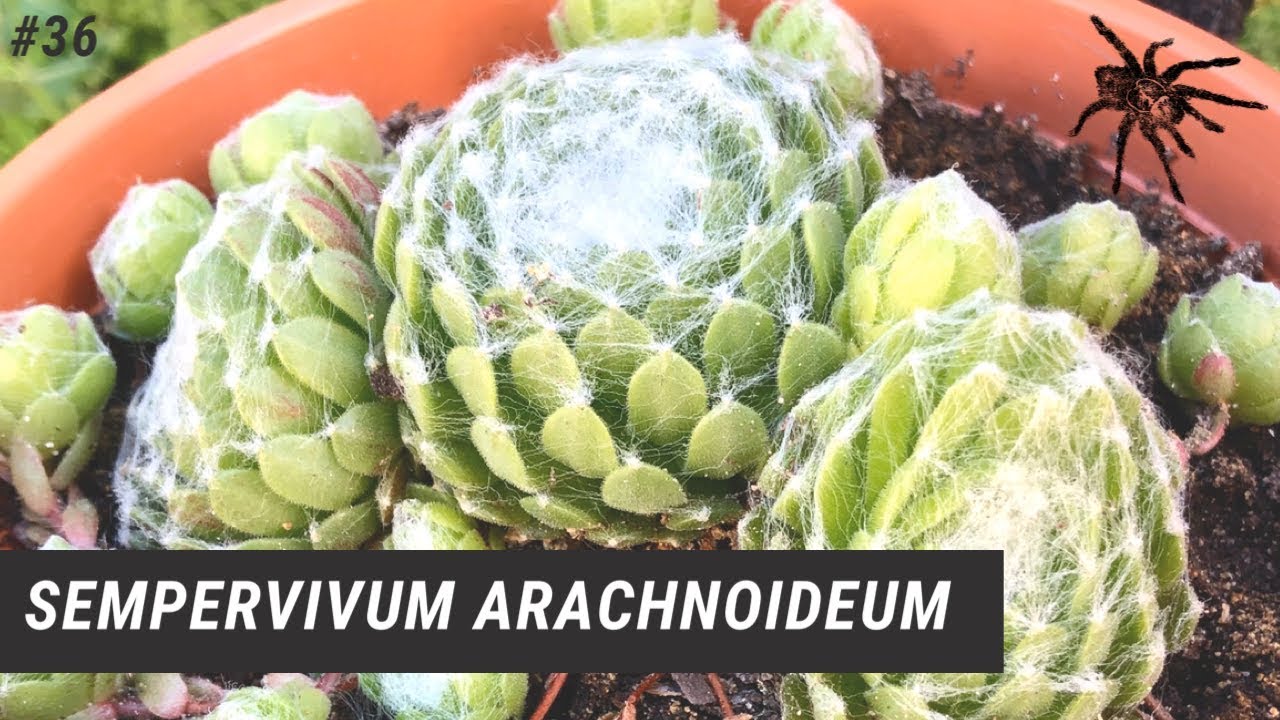 SEMPERVIVUM ARACHNOIDEUM | Siempreviva de Arañas 🕷