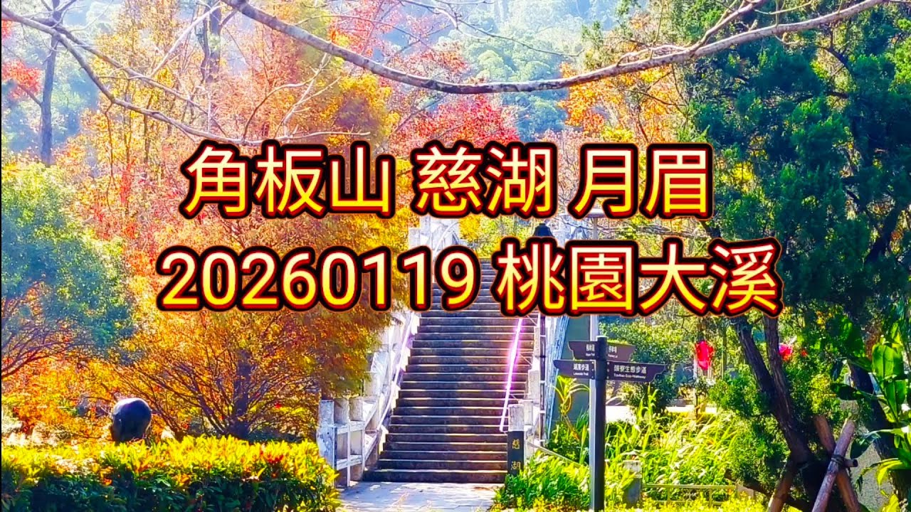 20260119 角板山梅花 慈湖月眉落羽松