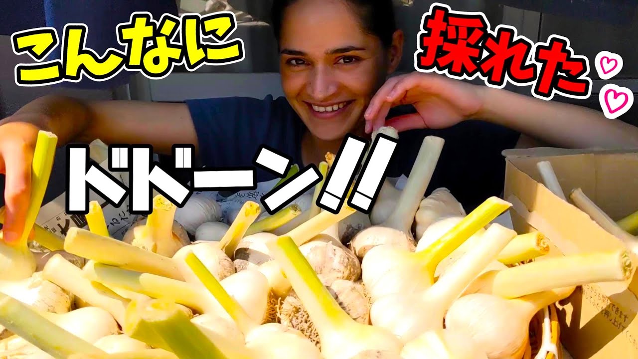 初めて日本で育てたニンニク！こんなに大量に採れたよ！【国際結婚】