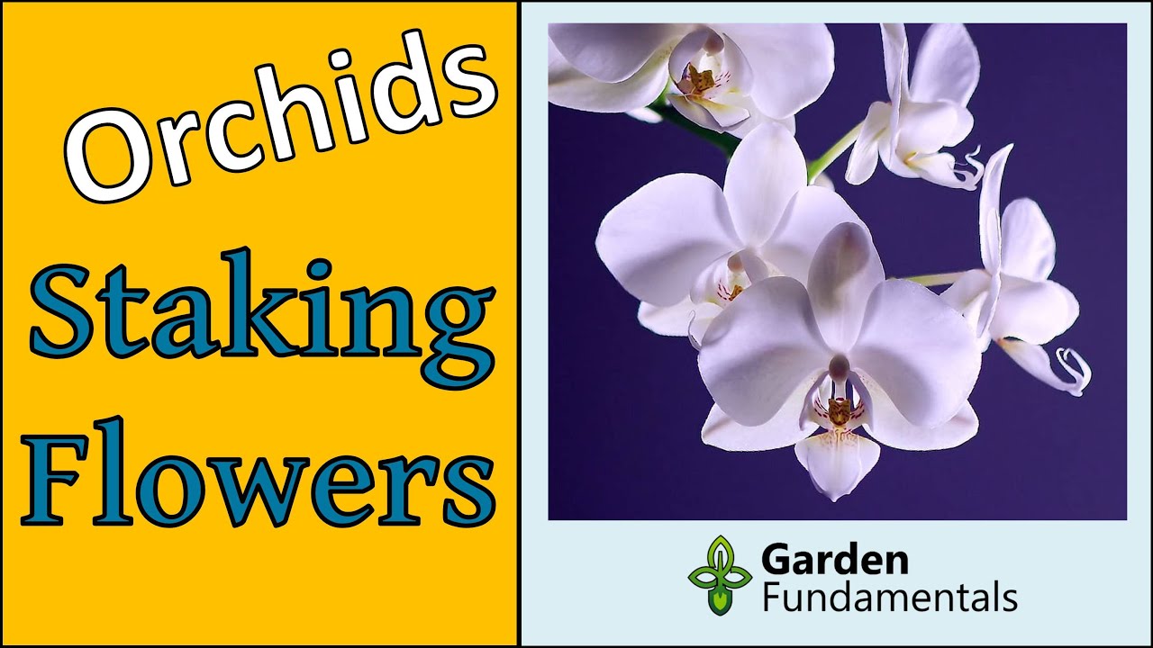 Staking Orchid Flower Spike 🌸🌸🌸🌸 How To Train Orchid Flowers for Best Bloom