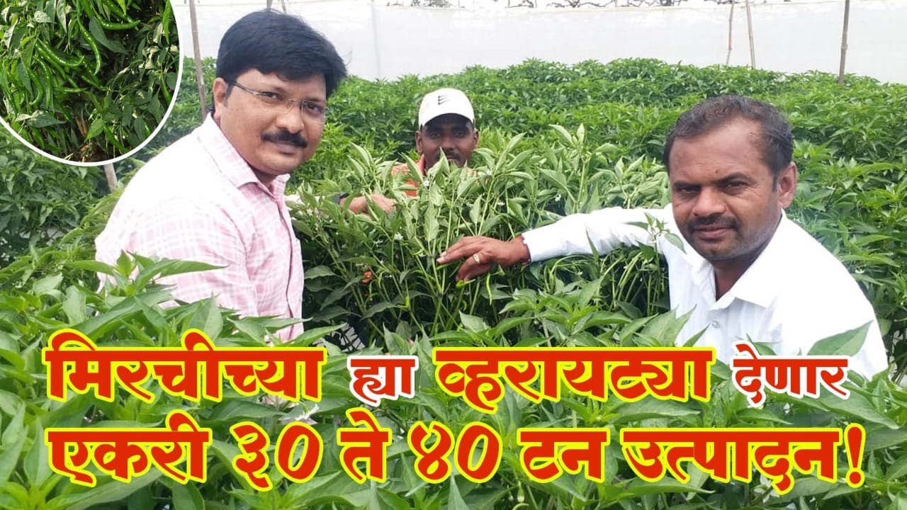 मिरचीच्या ह्या 