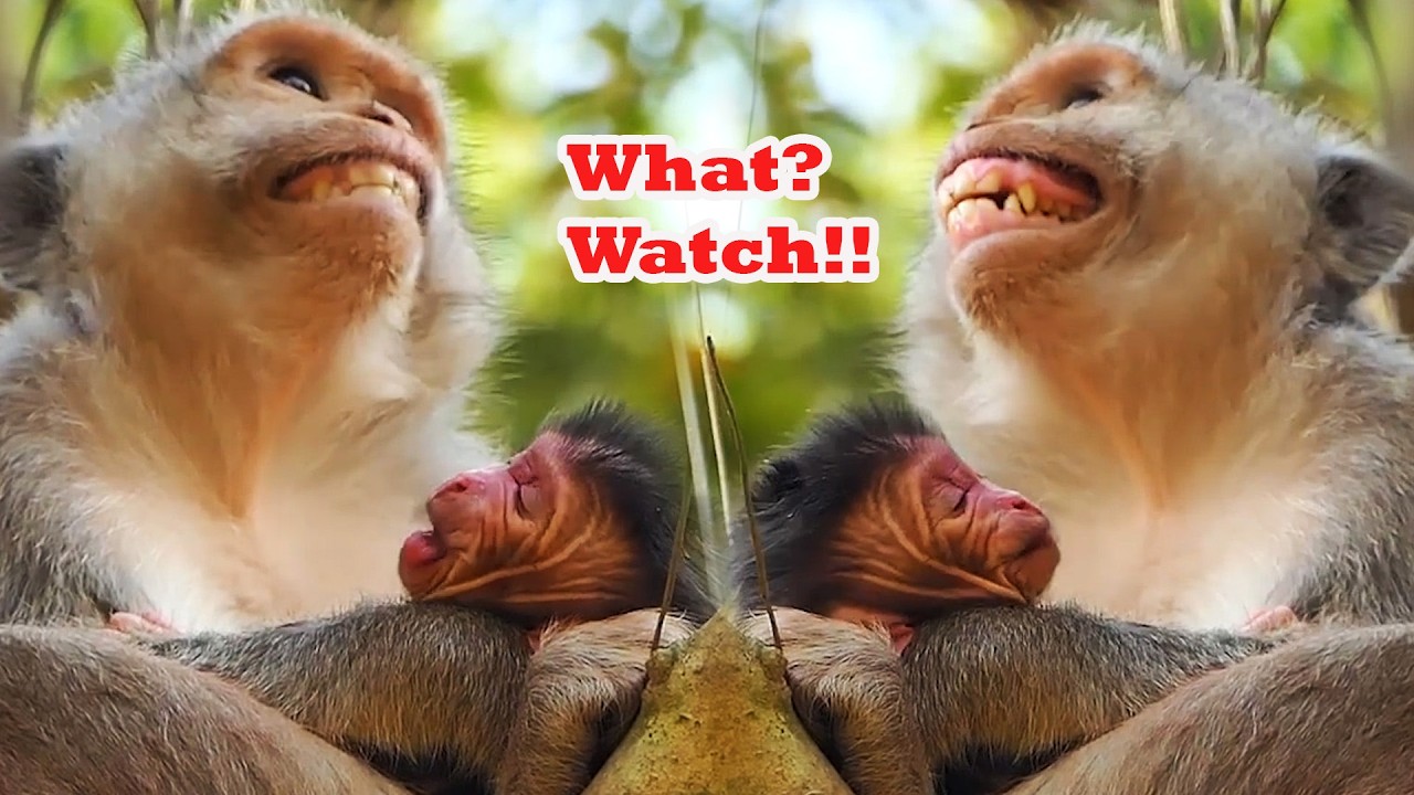 Adorable Wildlife 2026 , Newborn Baby Monkey Moments With Mommy 2026