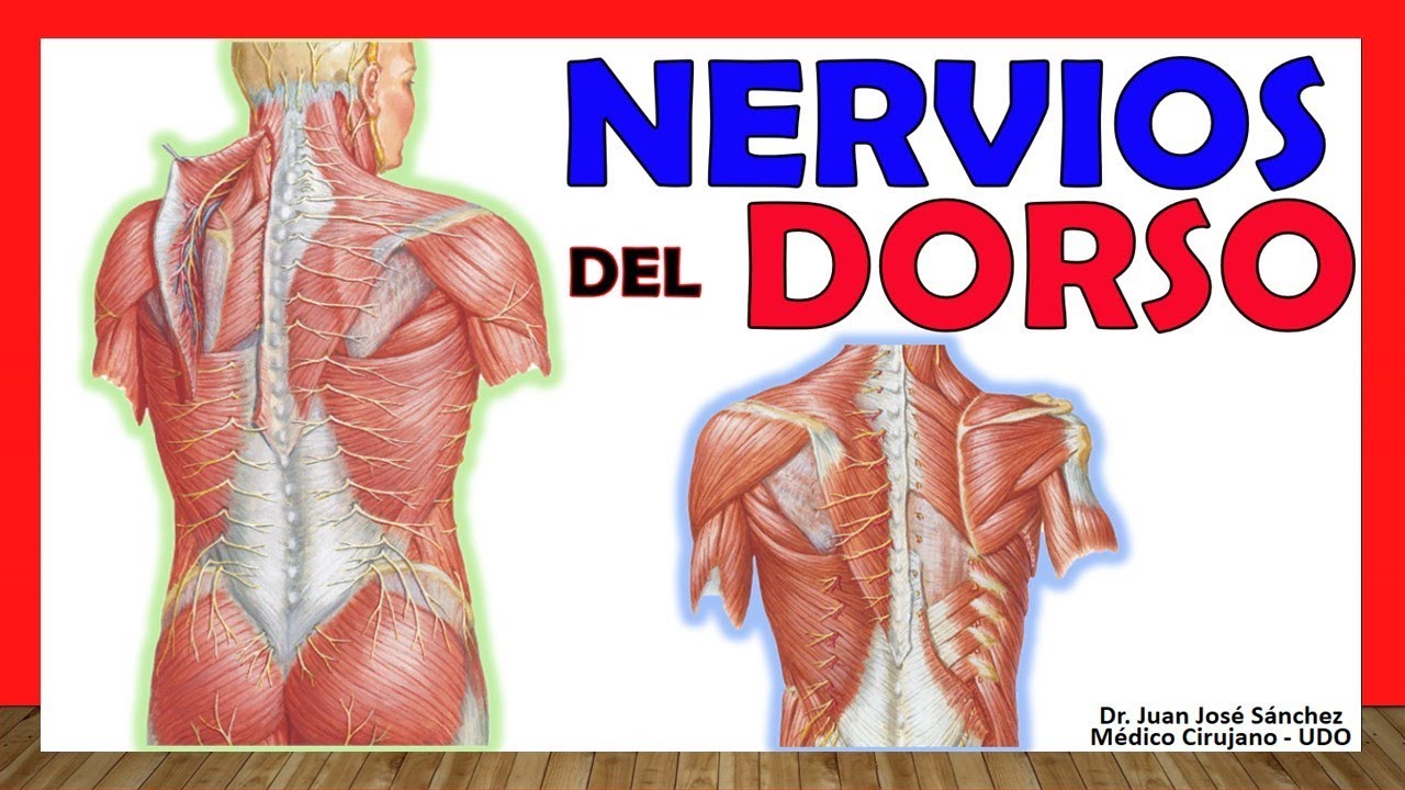 🥇 NERVIOS DEL DORSO. (Inervación). ¡Explicación fácil y sencilla!
