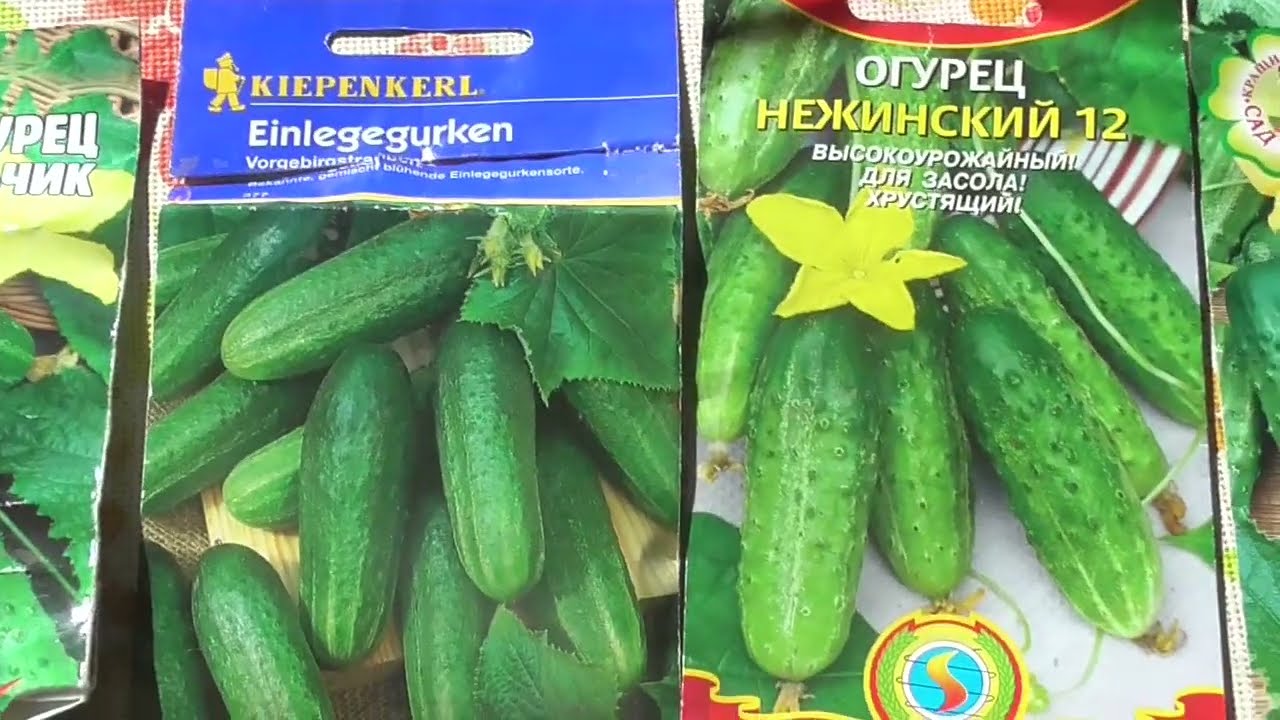 Gurken für Freiland ausgesäet.  6 beste Sorten und eine Hybride.