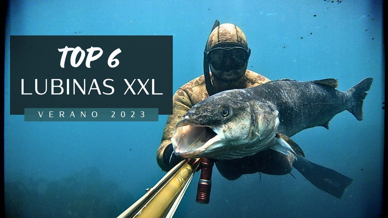 ✔TOP 6 LUBINAS GIGANTES🏆PESCA SUBMARINA GALICIA🔱RECOPILACIÓN VERANO 2023