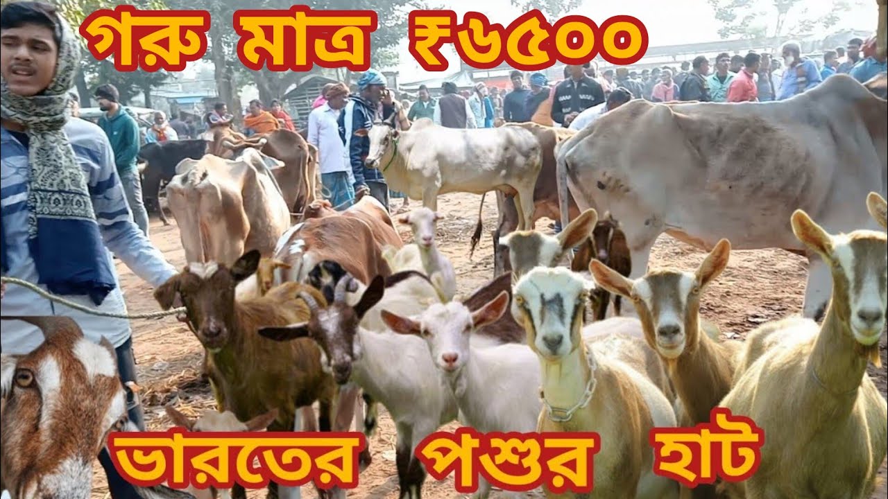 কৃষ্ণনগর গরু ছাগলের হাট ।।krishnanagar animal haat।।cow market।।@Mr Explorer 000