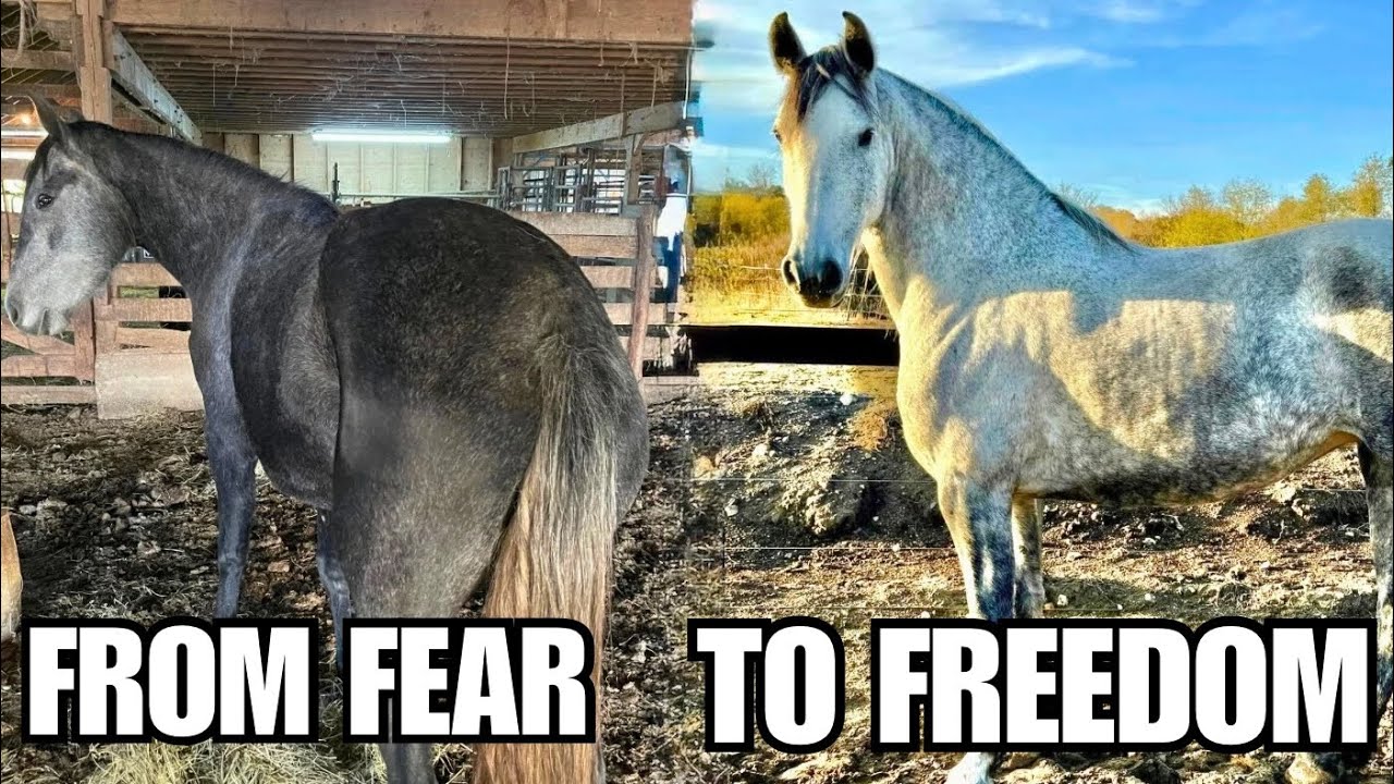 My Horse&rsquo;s TRANSFORMATION Through Liberty Work | From Fear to Freedom 