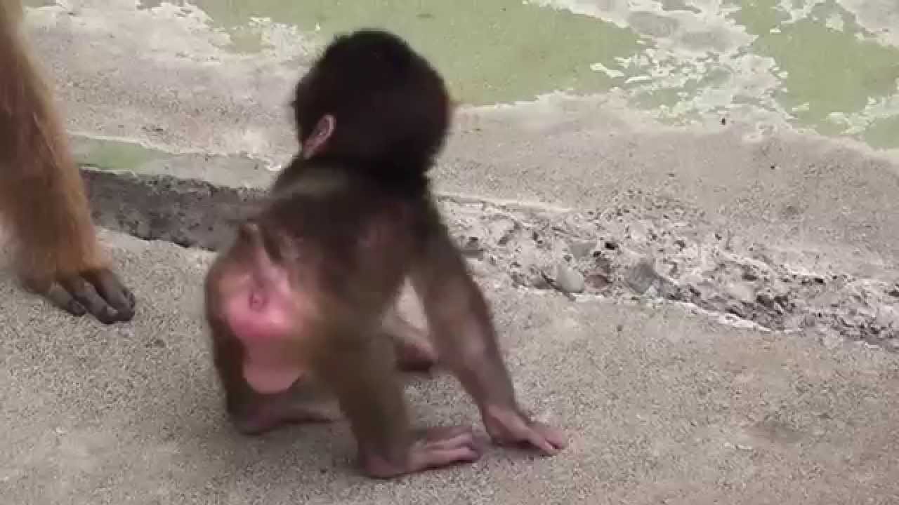Baby monkey 2weeks old 2015②.　ニホンザルの赤ちゃん２０１５（釧路動物園）②