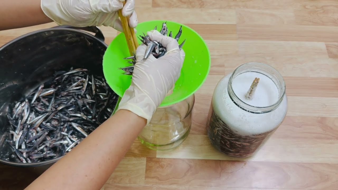 Làm nước mắm cá cơm với hũ thủy tinh cỡ nhỏ 3kg cá và 800gr muối tại Sài Gòn