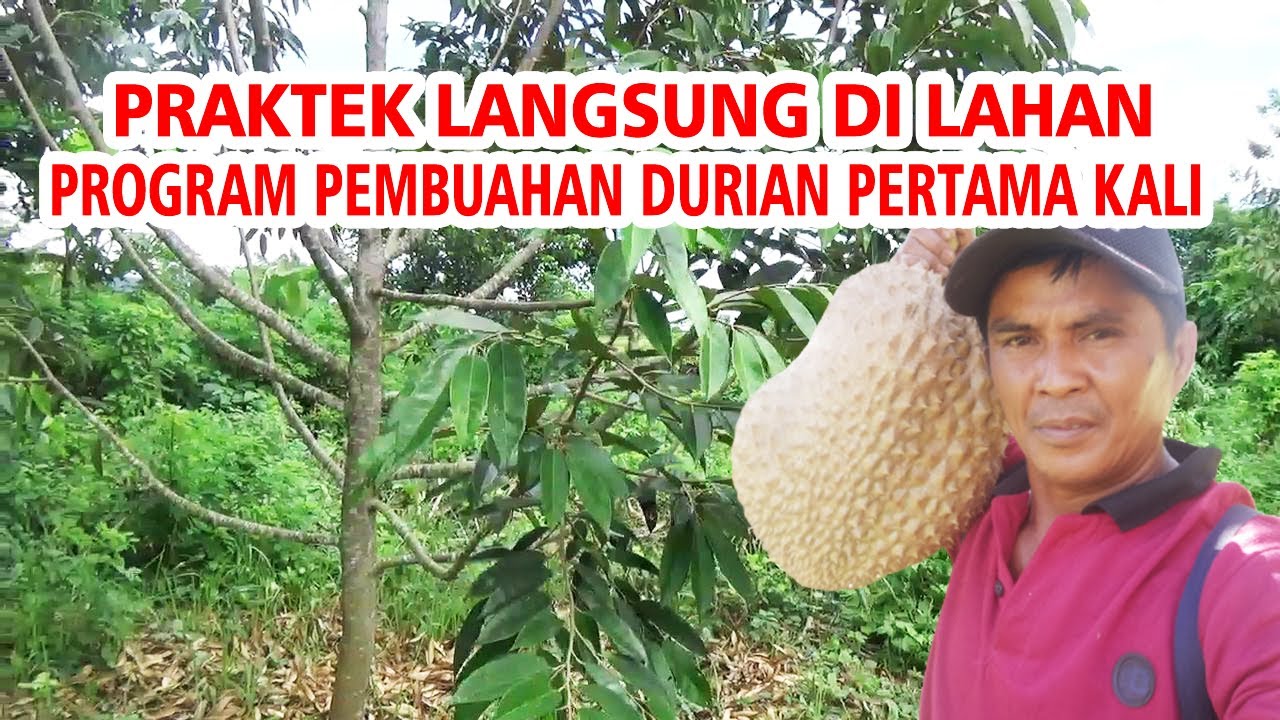 Kita Langsung Praktek ❗ Program Pembuahan Durian Pertama Kali  Di Kebun versi IRP  Part 1