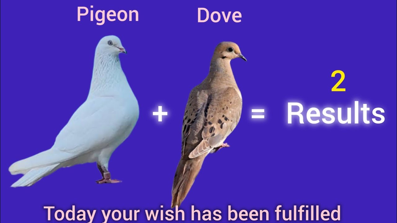 Dove and pigeon cross breed result | pigeon and dove hybrid #pigeon