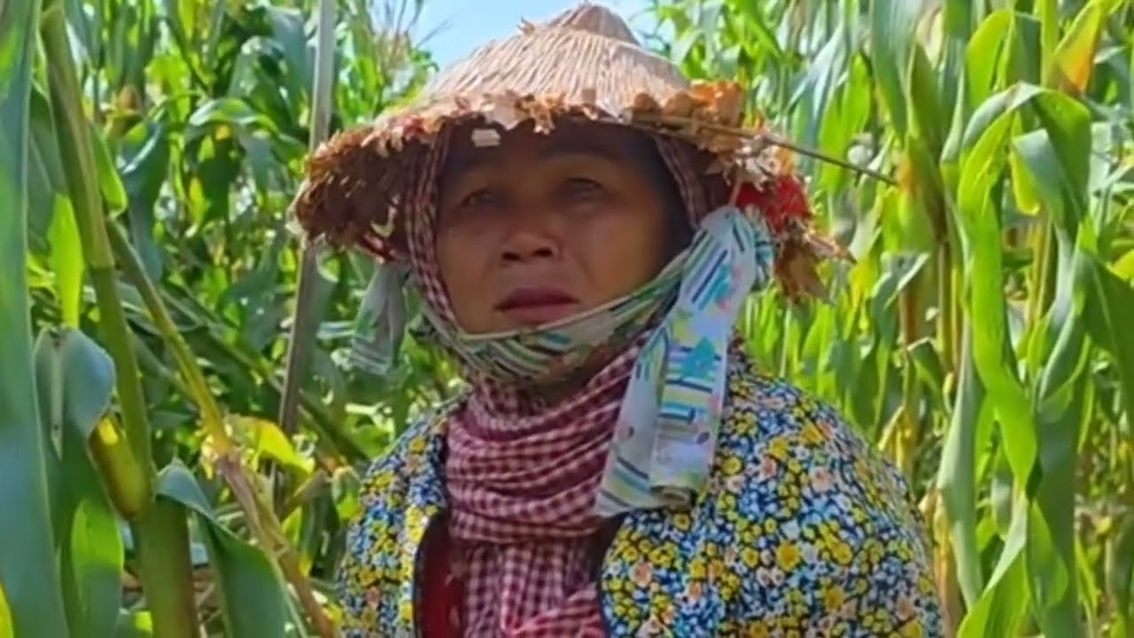KHẨN CẤP! Hơn 10 Tấn Bắp Của Nông Dân Đồng Tháp Thương Lái Không Mua Cần Giải Cứu Gấp