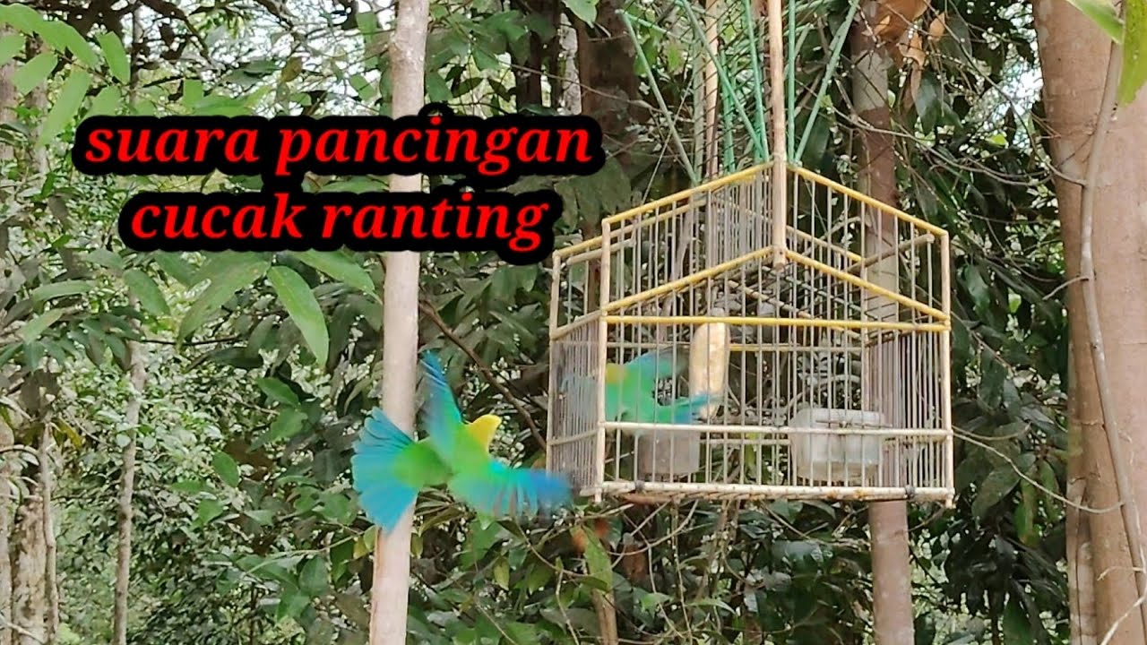 Suara cucak ranting 