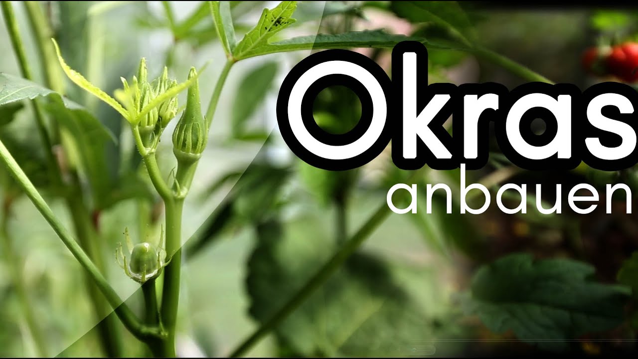 Okraschoten im eigenen Garten anbauen