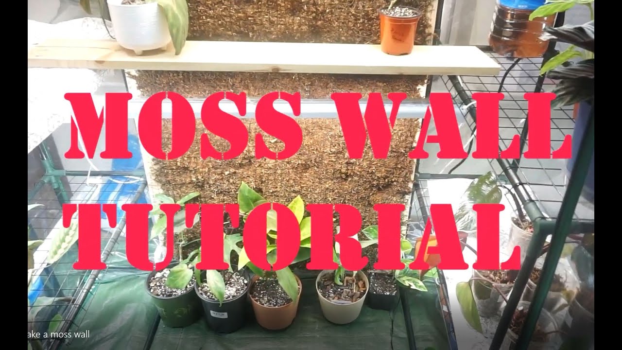 How to make a large moss wall to encourage larger leaves with climbing tropical plants