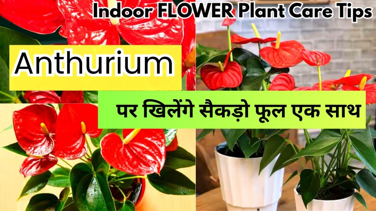 Anthurium Flowering Tips & Care | How To Get more blooms on Anthurium Indoor Flower Plant 