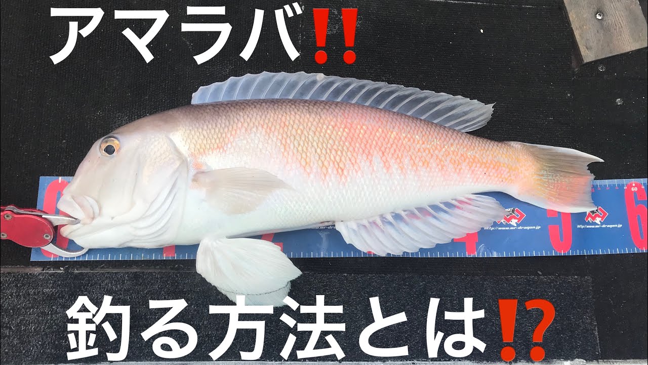 【アマラバ‼️】和歌山で白甘鯛釣れる方法を船長が教えます‼️