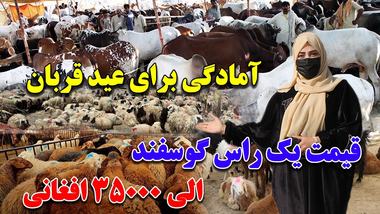 آمادگی هموطنان برای عید قربان | افزایش بی سابقه قیمت مواشی در نخاس کابل |