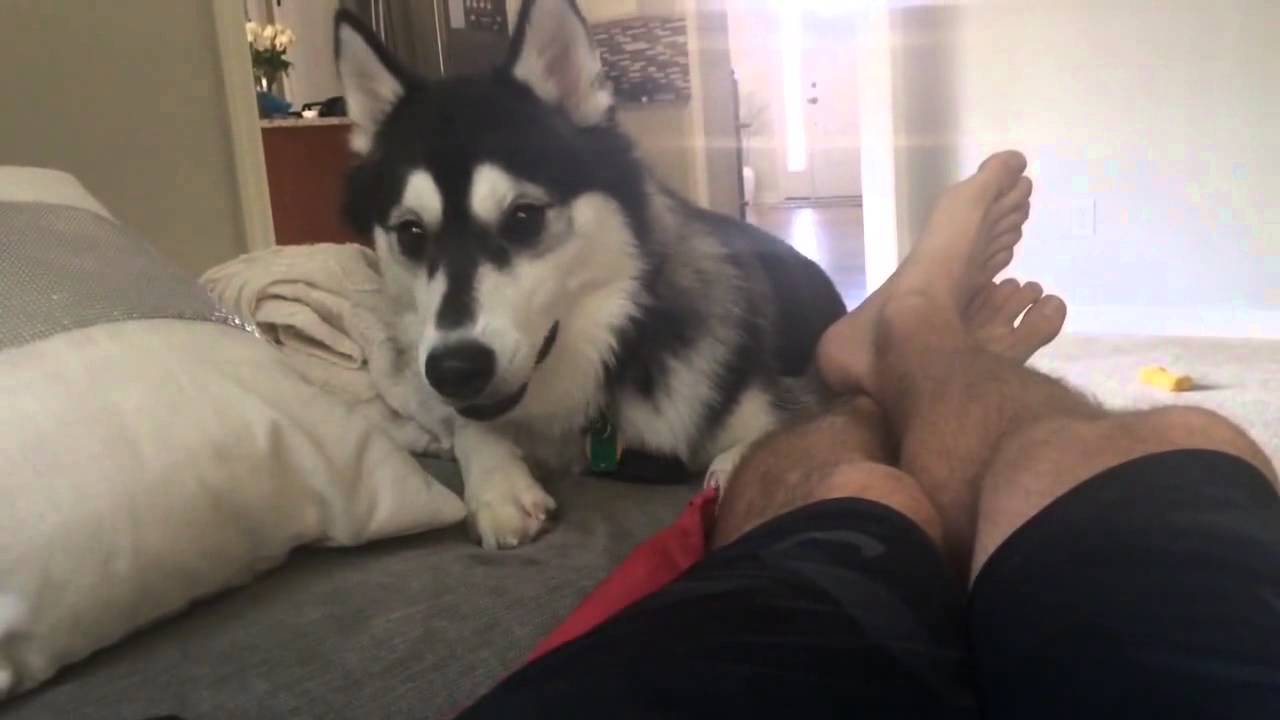 Cachorro husky se burla de su dueño jugando con su juguete