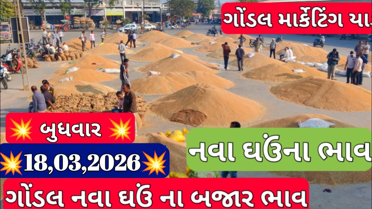ગોંડલ નવા ઘઉં બજાર ભાવ / નવા ઘઉં ના બજાર ભાવ /ગોંડલ ઘઉં ના બજાર ભાવ / 18,03,2026 