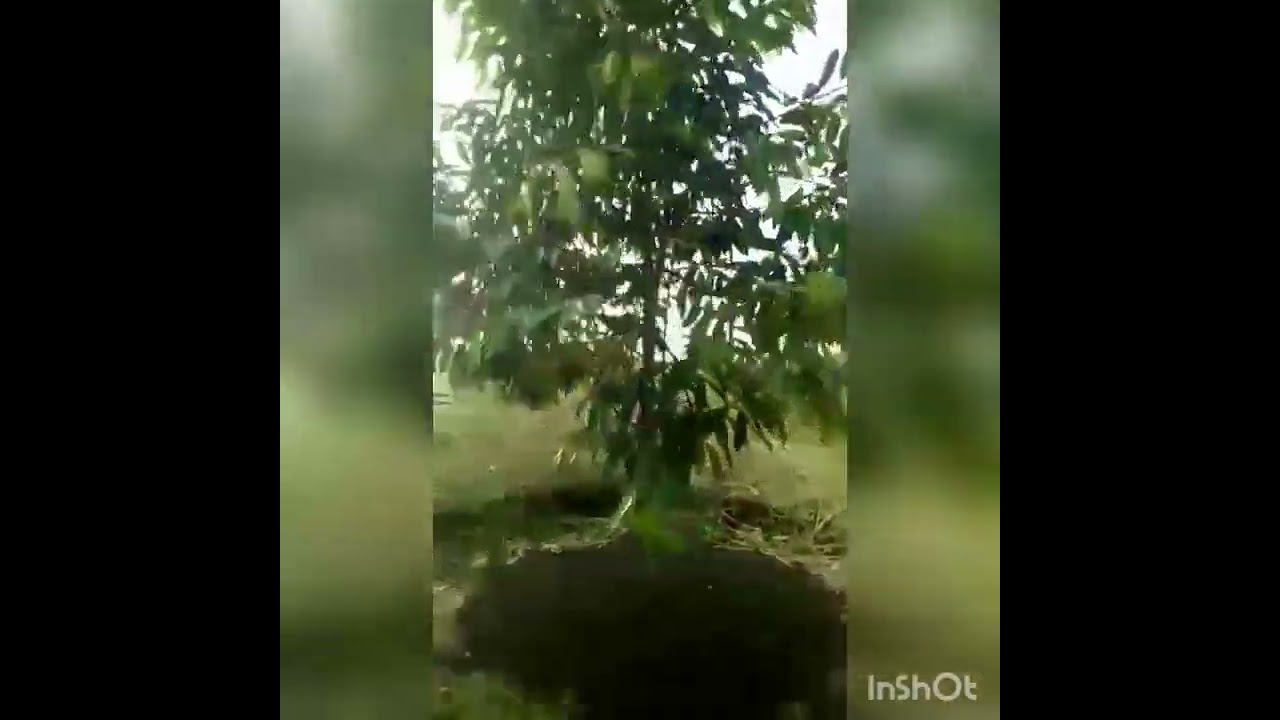 The seventh Area of Focus. Musangking planting.  Now 1.5 years age