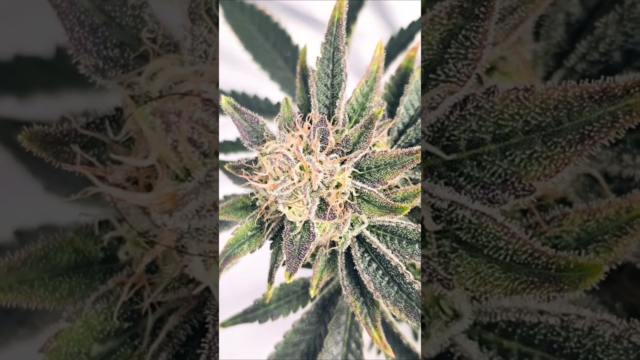 green gelato finishing up soon. day 3 week 9 #hydroponics #advancednutrients #sensigrow #sensibloom