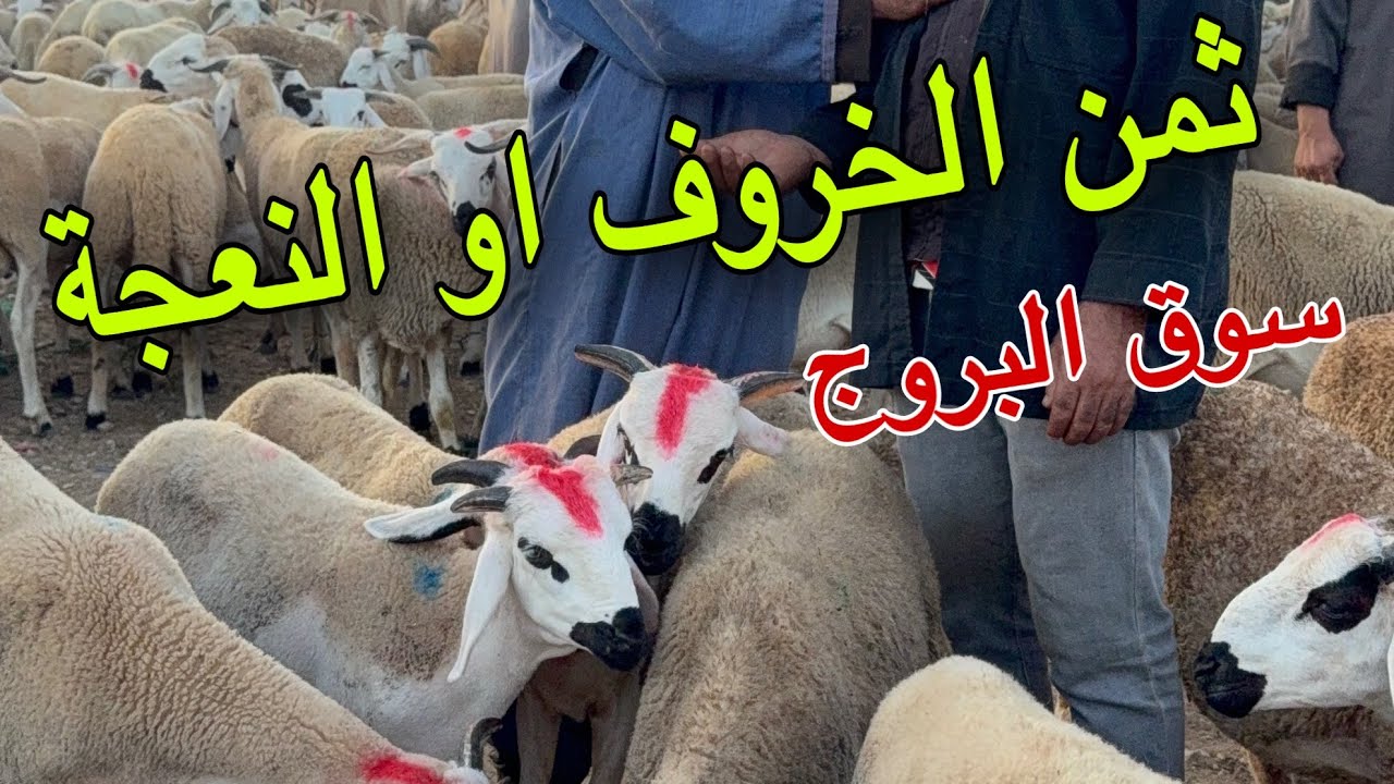 مباشرة من سوق البروج اجيو نتعرفو على ثمن النعجة او الخروف او الحولي بتاريخ 13/07/2025🐏🐏