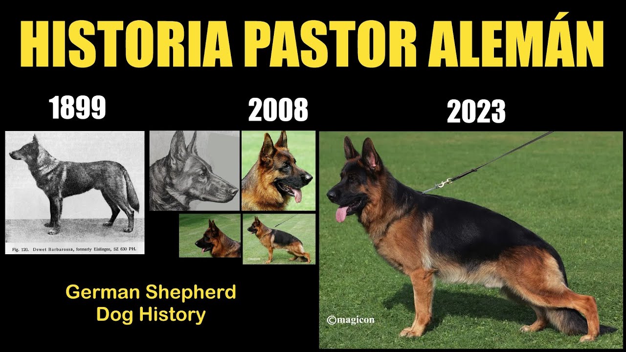 HISTORIA DEL PERRO OVEJERO PASTOR ALEMÁN DESDE SUS INICIOS A LA ACTUALIDAD