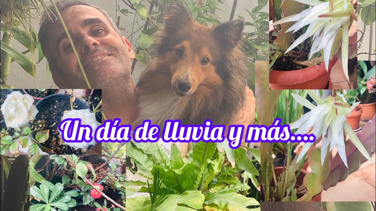 Un día de lluvia y más…. CAP 227