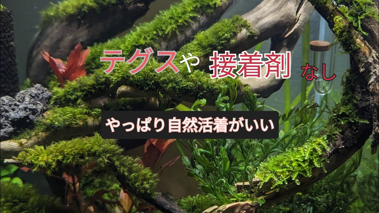ミスト式立ち上げはこうやる！失敗しない方法とは？