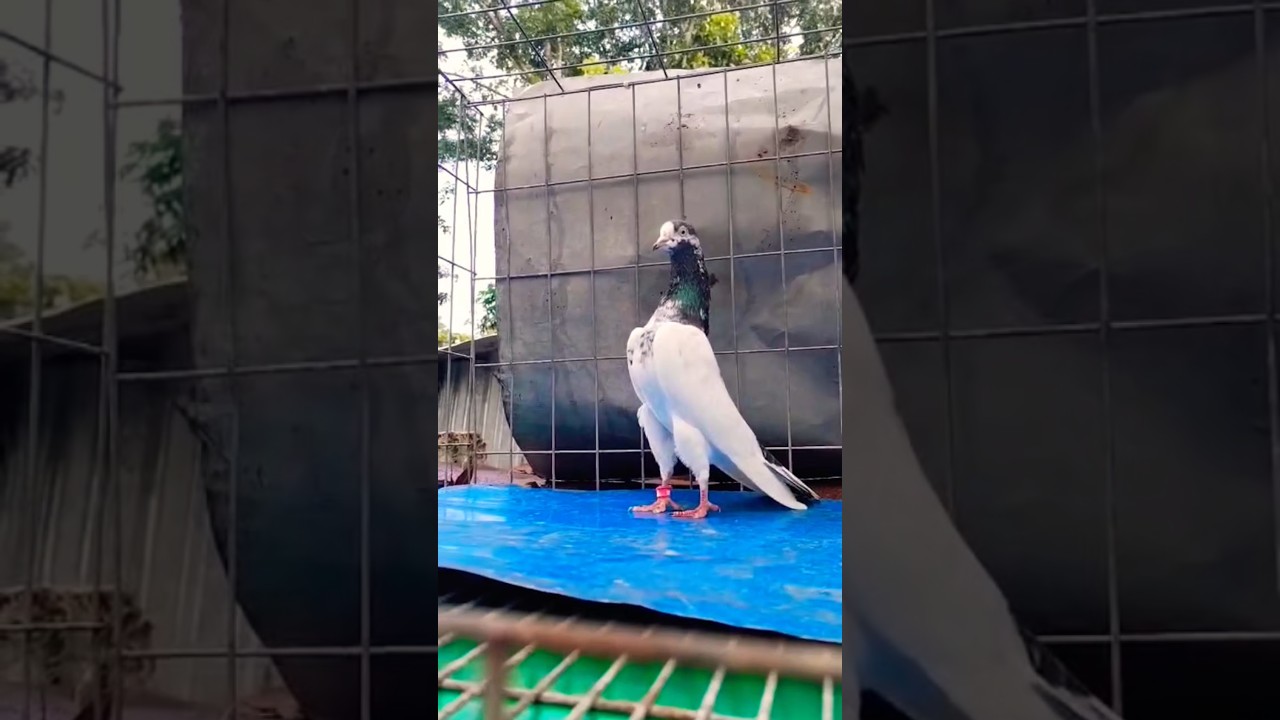 Beautiful Teddy Pigeons ❤️🕊️ | Trending Shorts