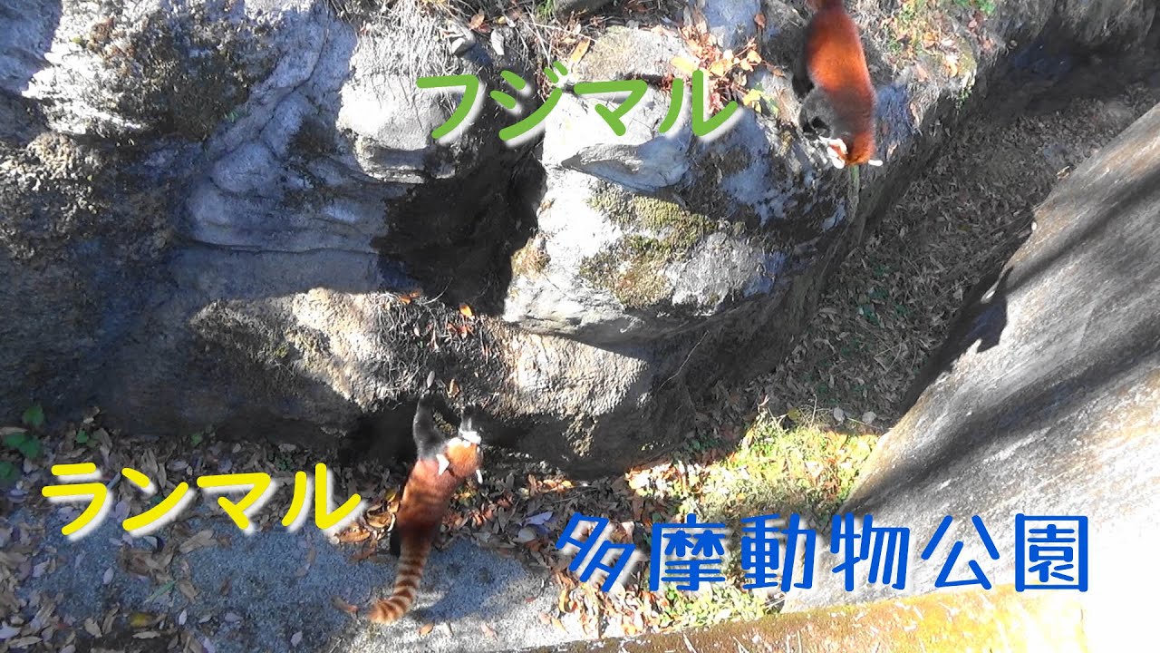 23.12 多摩動物公園 レッサーパンダ フジマル ランマル うっかりモートに落ちるマル