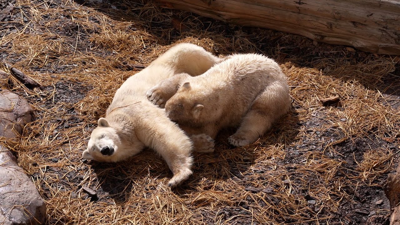 【授乳解説】1歳2カ月のフブキはまだまだお乳を飲んで成長します！