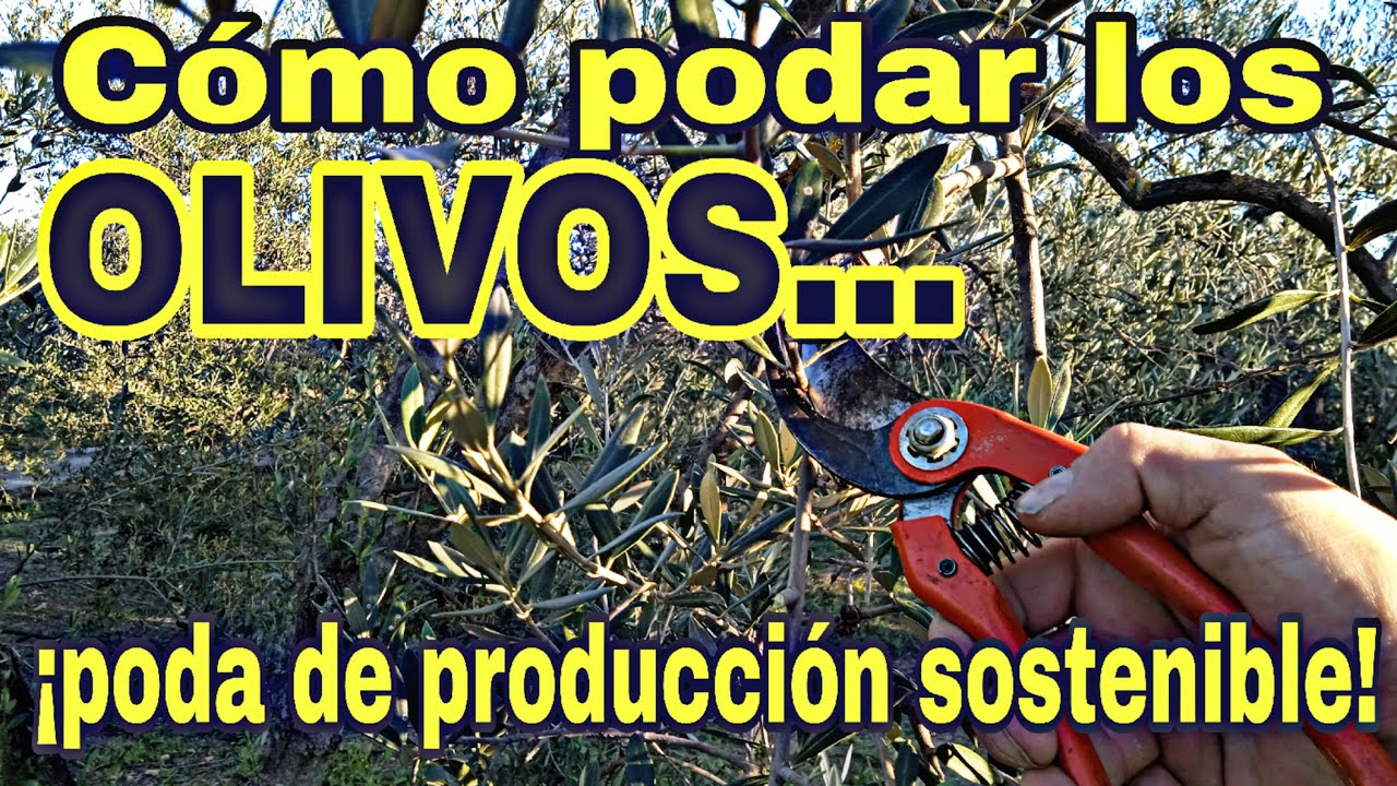 C&Oacute;MO PODAR LOS OLIVOS: Poda de producci&oacute;n sostenible.