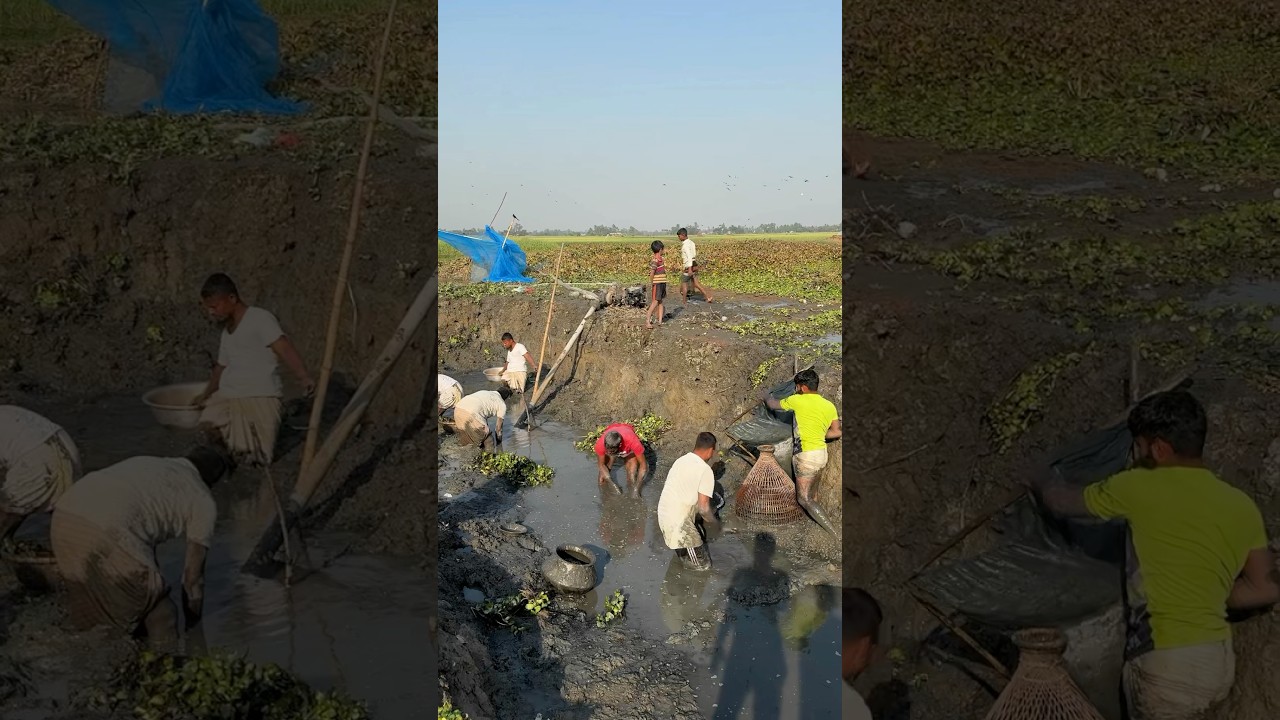 Asian village fishing #shorts