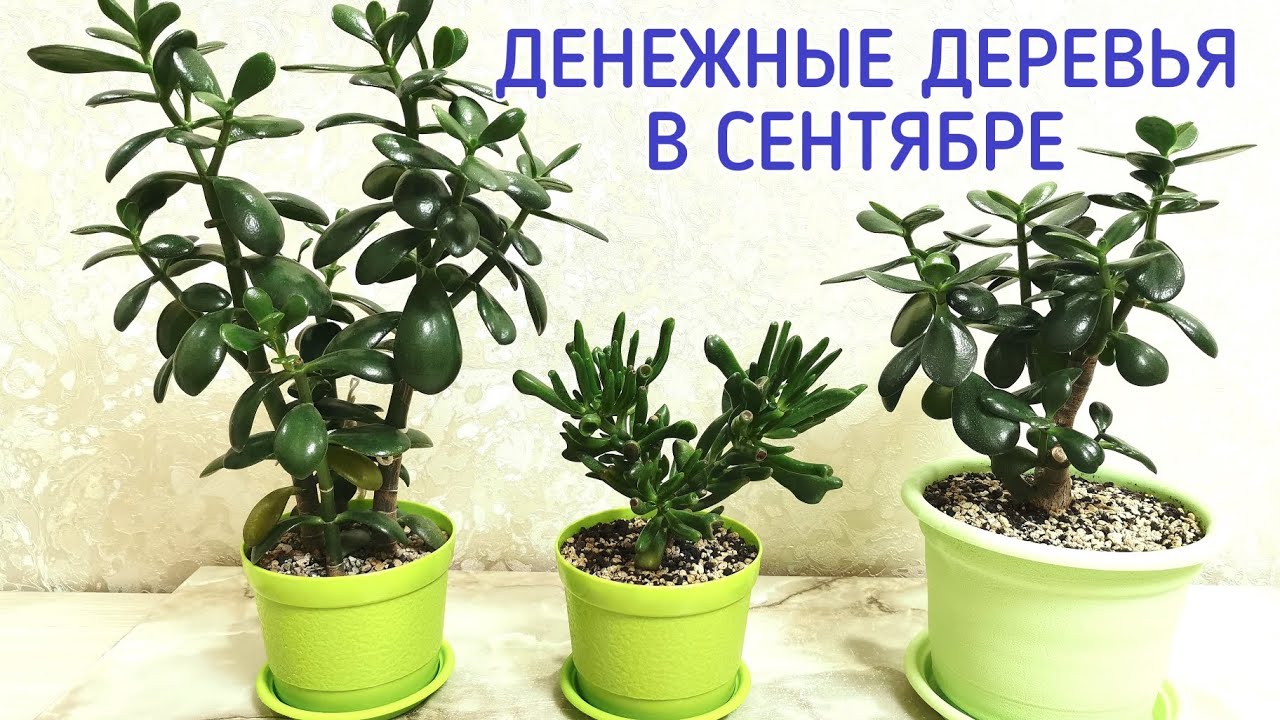 Денежное дерево толстянка. Денежные деревья в сентябре.
