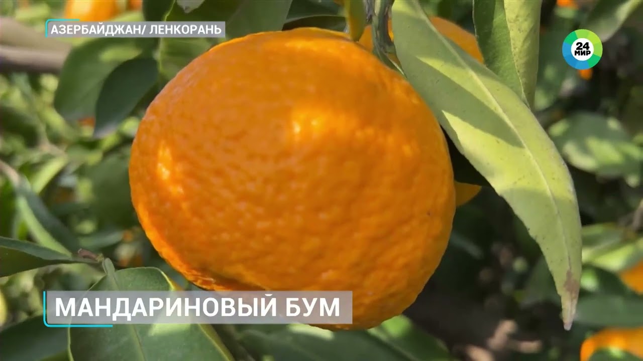 Сбор мандаринов в Азербайджане: фермеры рассчитывают на урожай минимум на 20% больше прошлогоднего