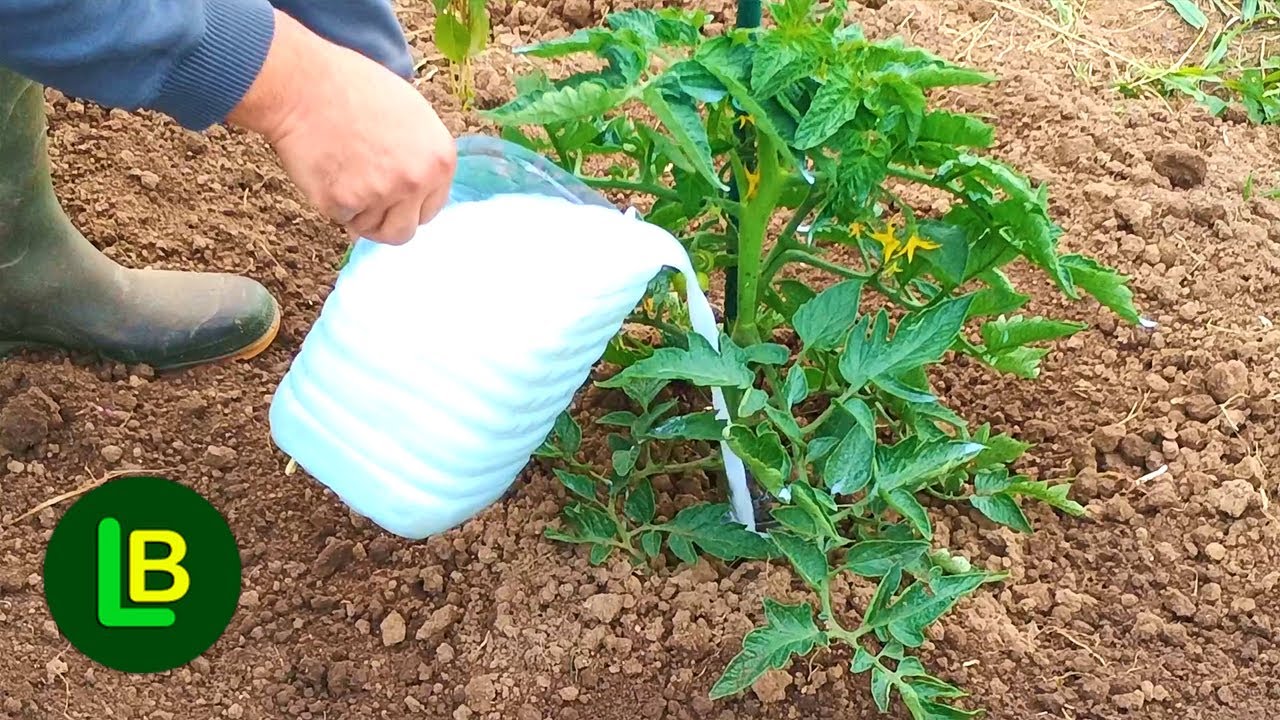 Вы не узнаете помидоры и огурцы. Эта смесь — как ракетное топливо для роста