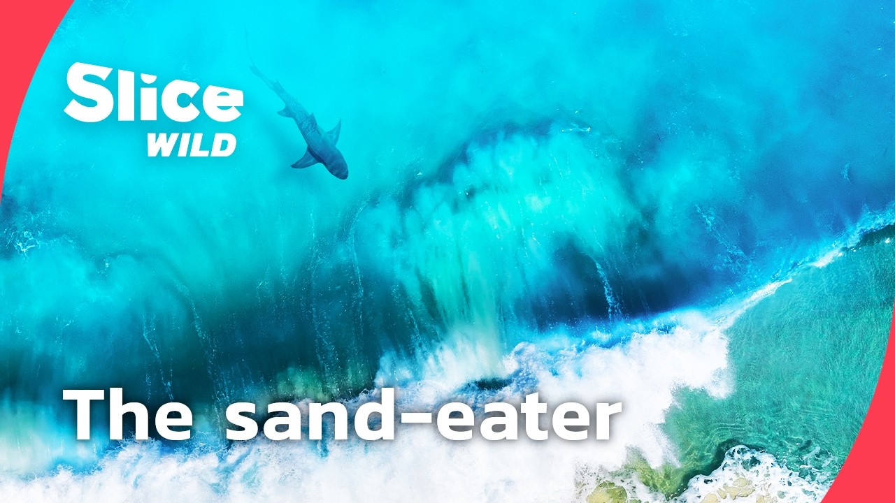 The Sand-Eating Shark: Hunting in the Surf Zone I FULL DOC | SLICE WILD