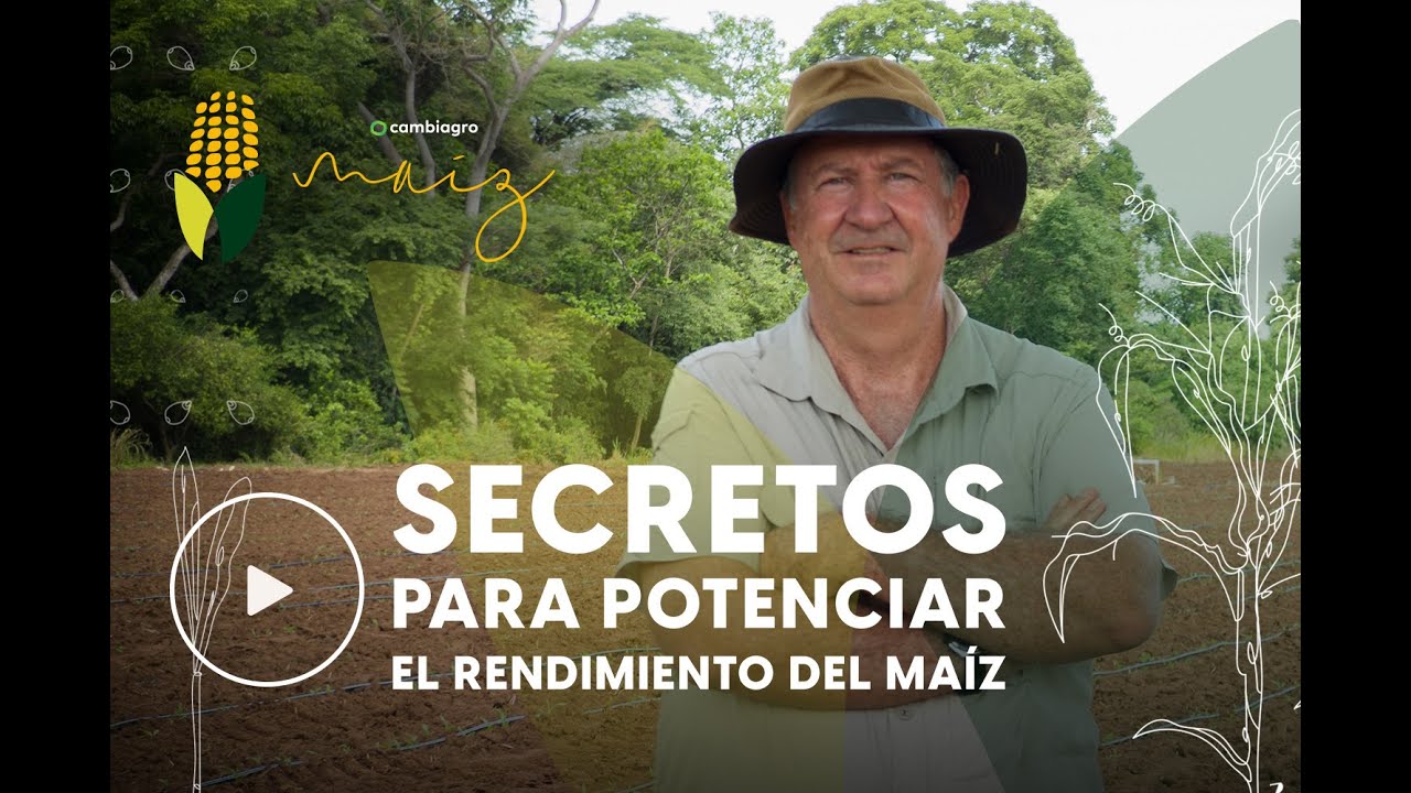 Piloto: Secretos para potenciar el rendimiento del maíz