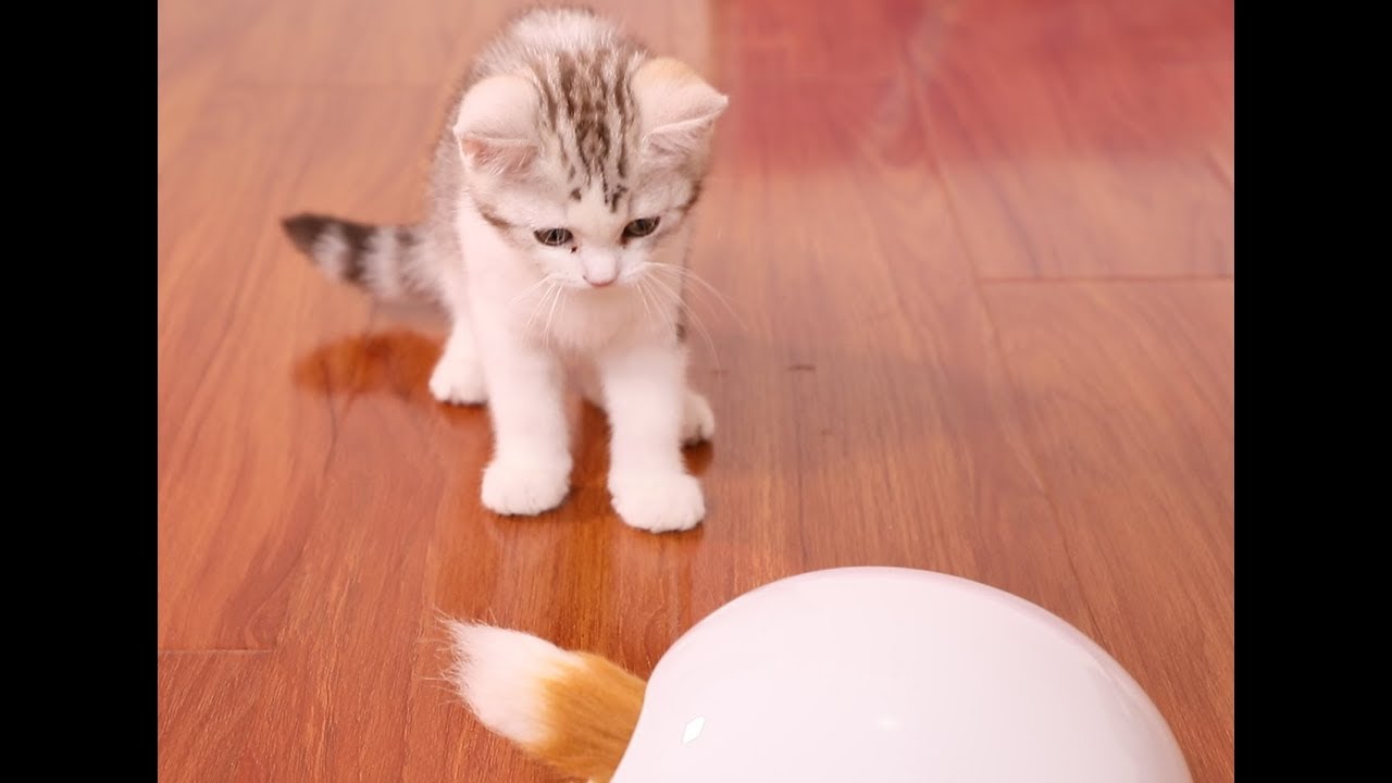 主人送给小奶猫一条狐狸尾巴，猫咪们顿时炸毛了，铲屎官笑到肚子痛