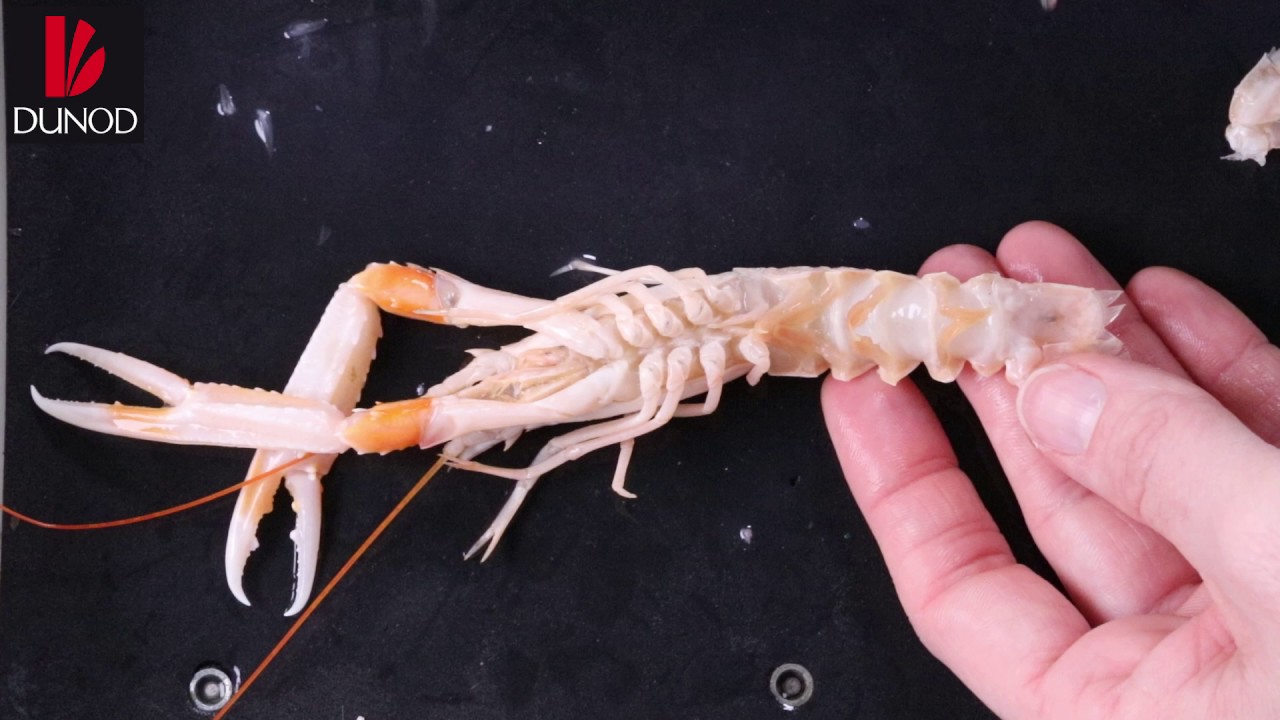 Crustacé : dissection des appendices abdominaux